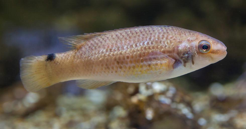 Goldsinny Wrasse