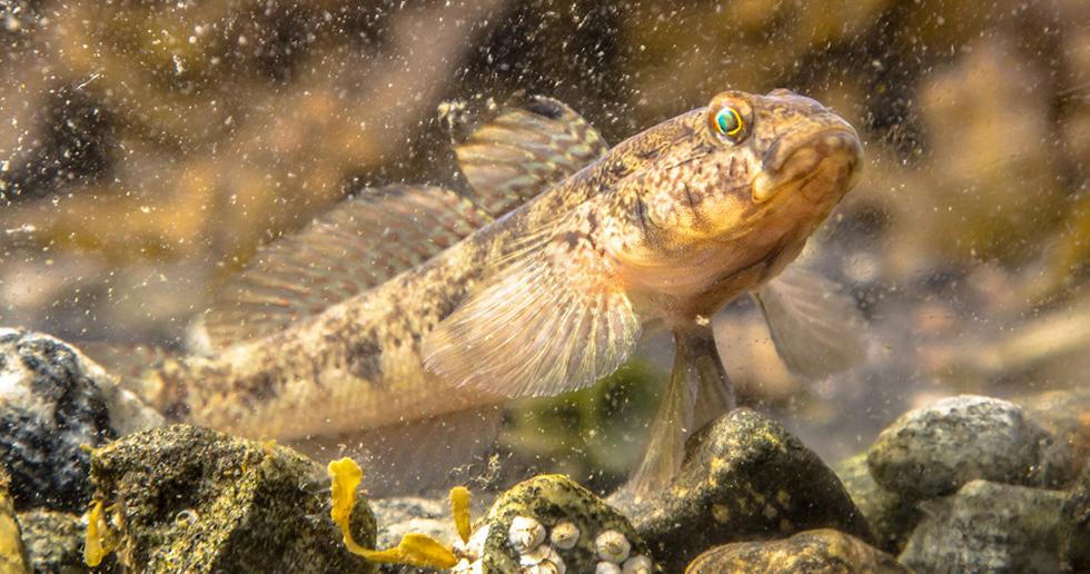 Gobby Fish