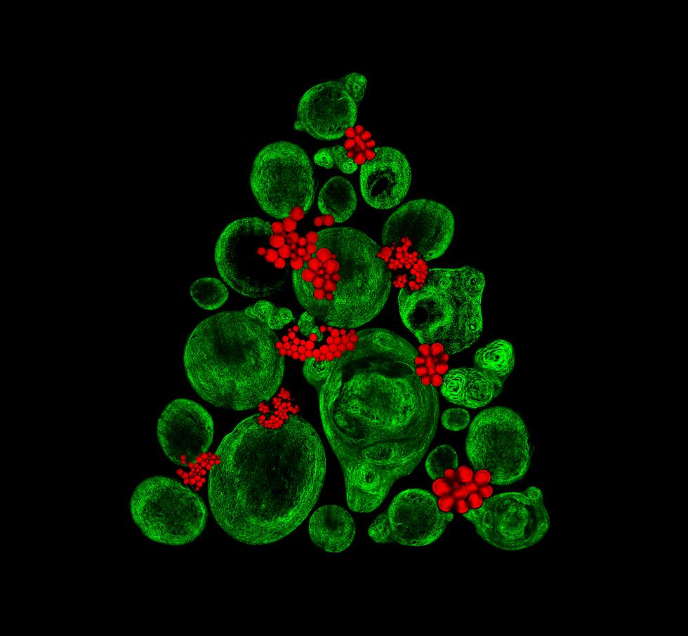Christmas tree image