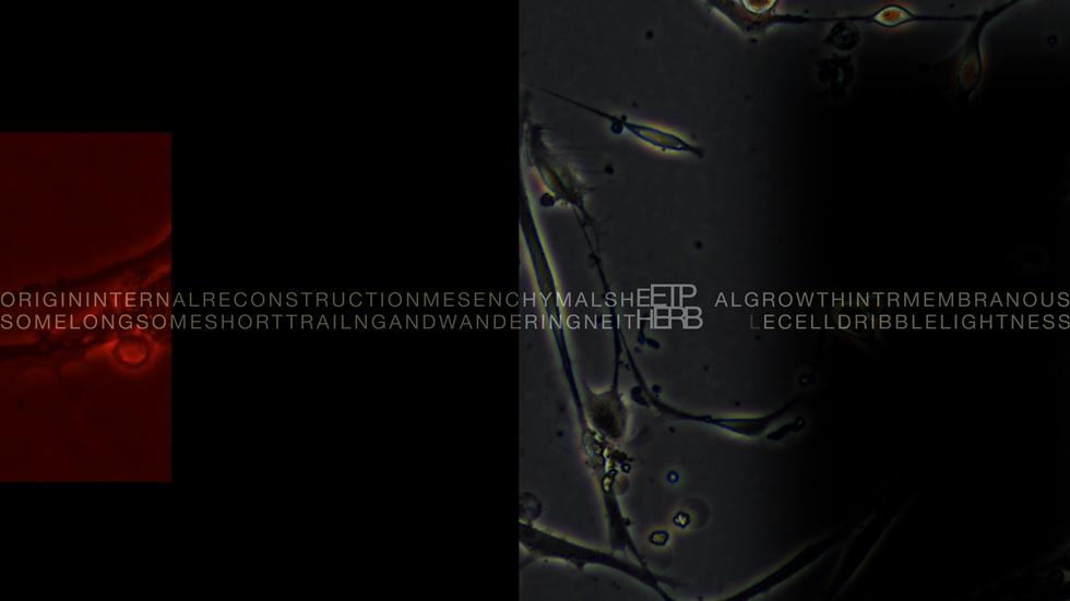 Intra-actions and Reconfigurations Screen 5 - Primordial