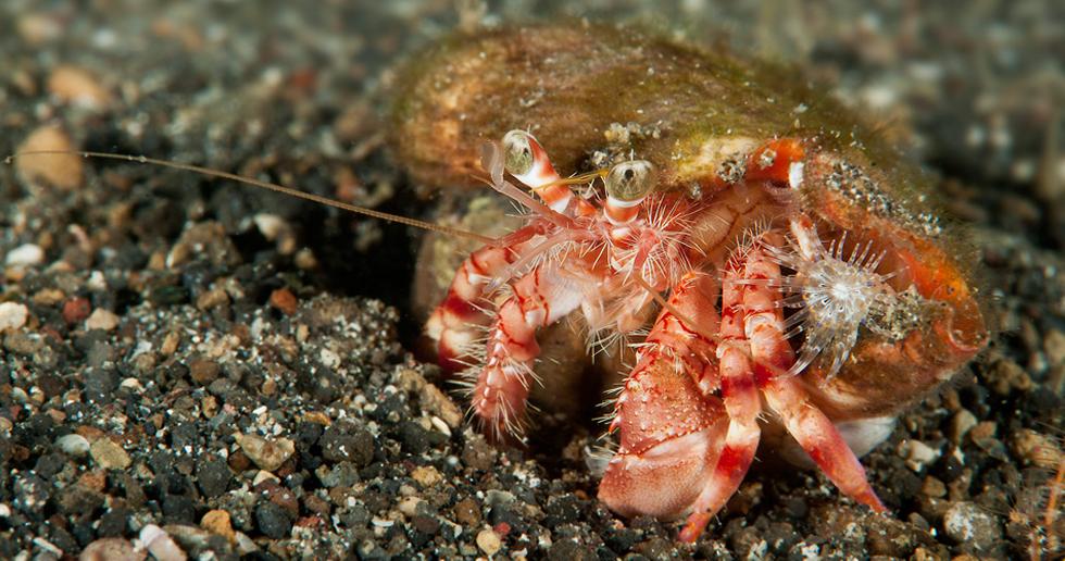 Hermit Crab