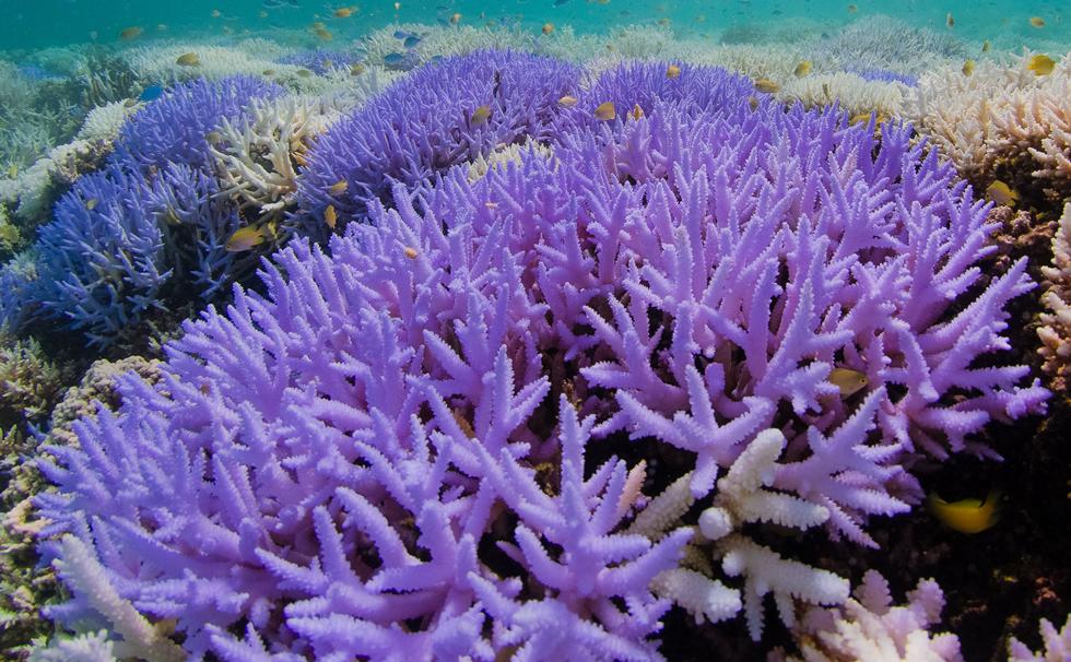 Colourful bleaching Acropora corals