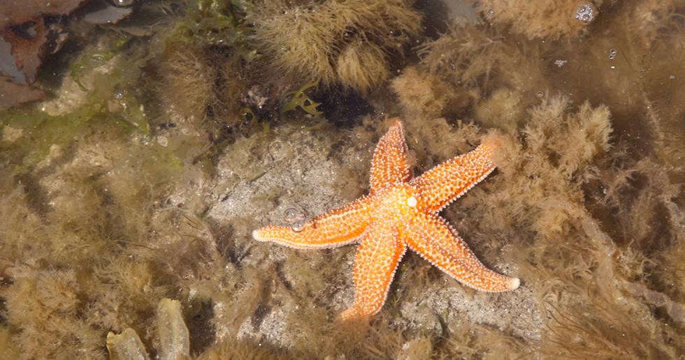 Common Starfish