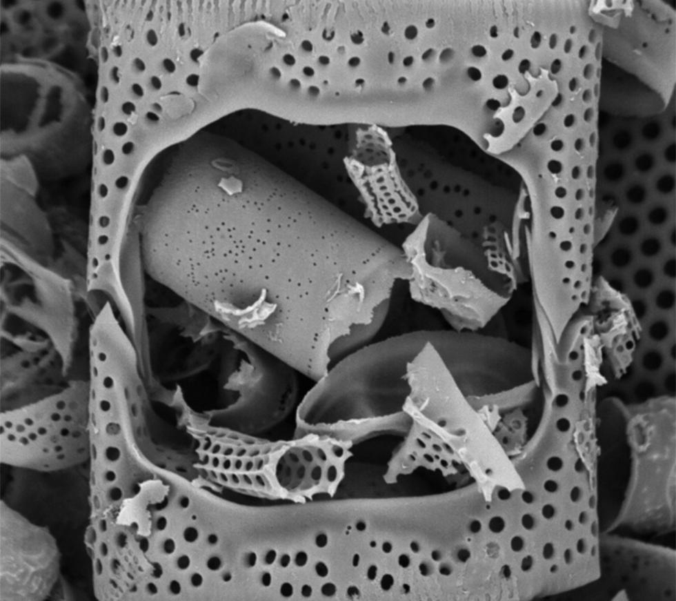 Micropalaeontology: Single-celled fossil plants (diatoms)