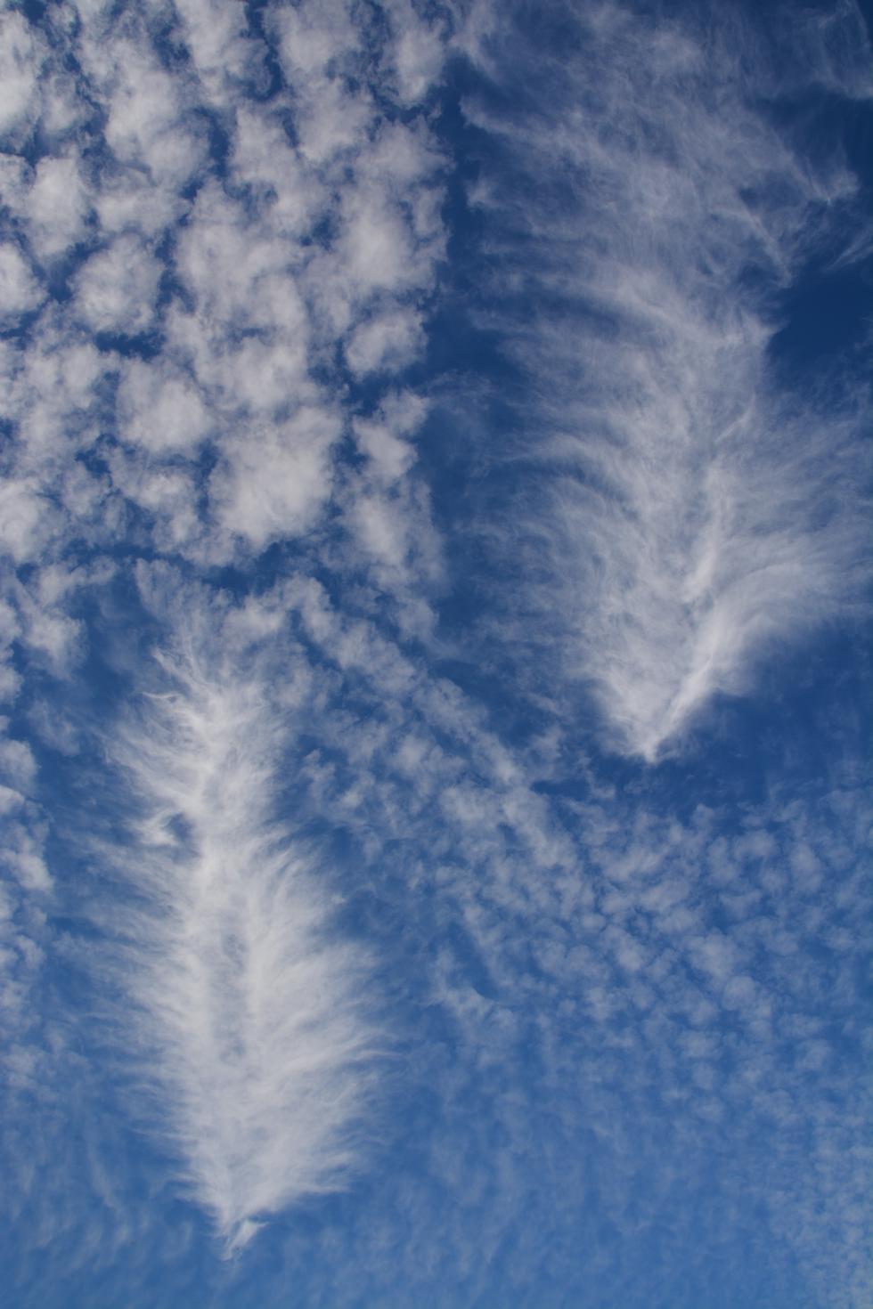 Feathers (courtesy of Martin Knight)