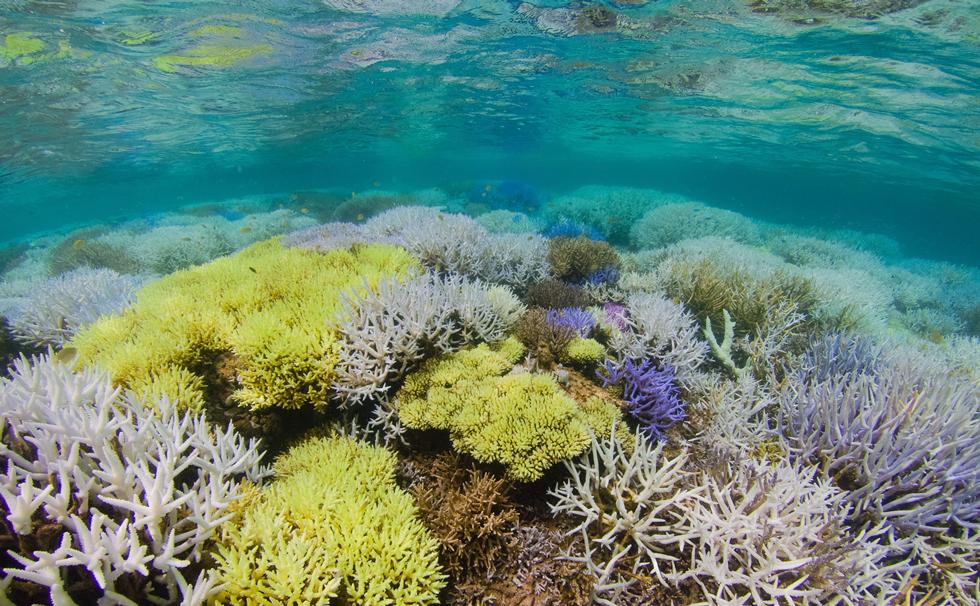 Colourful bleaching Acropora corals