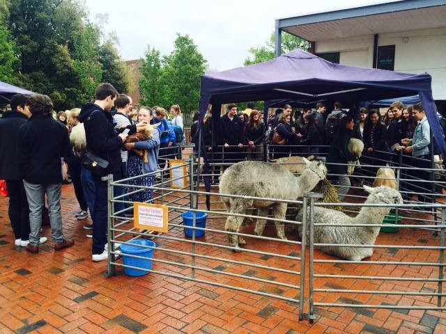 The petting zoo comes to the University of Southampton