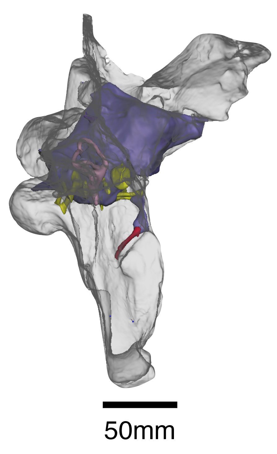 Baryonyx endocast and braincase Credit: WitmerLab and Chris Barker