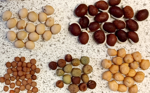 Chickpeas and lentils