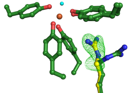 Iron is bound by bacterial protein