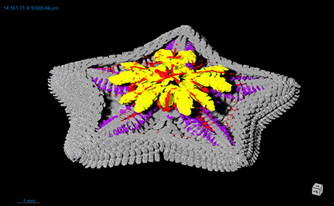 Micro-CT scan of sea star