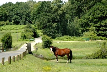 New Forest