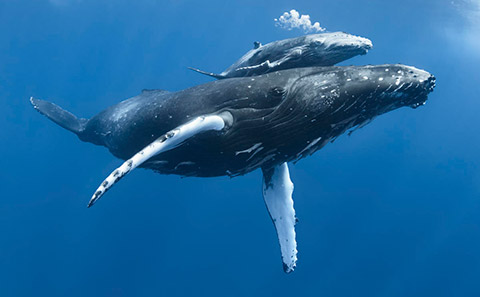 Humpback whale calf with mother