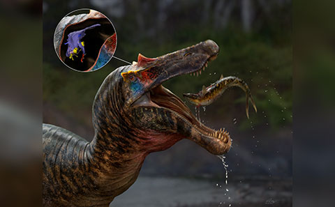 Illustration of Ceratosuchops
