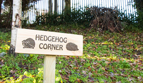 Hedgehog sign