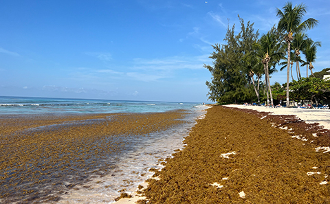 Tropical beach covered in seaweed