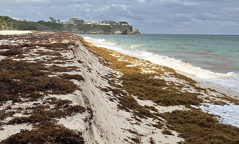 Seaweed washed up on beach