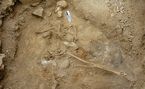 Skeleton