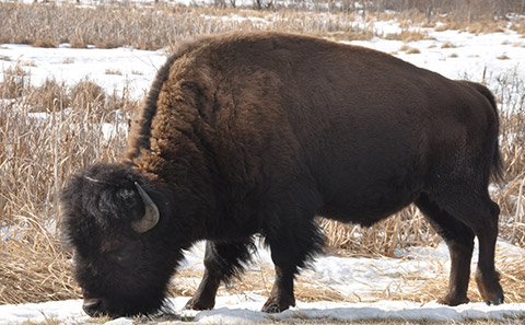 Bison
