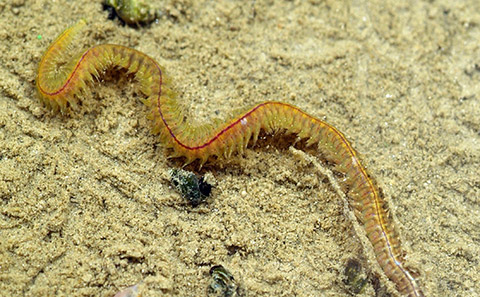 Ragworm under water on sediment.