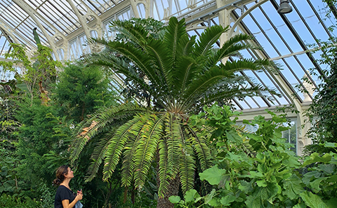 Woman looking up at large plant