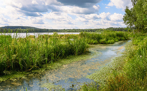 Lake with reeds and plant life.