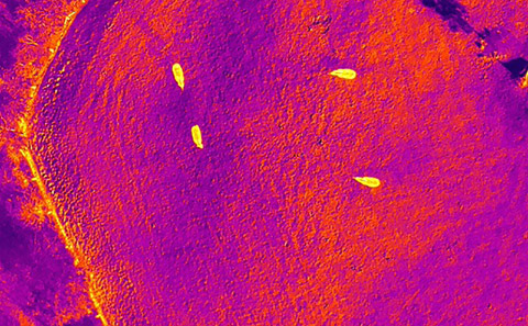 Thermal Cam