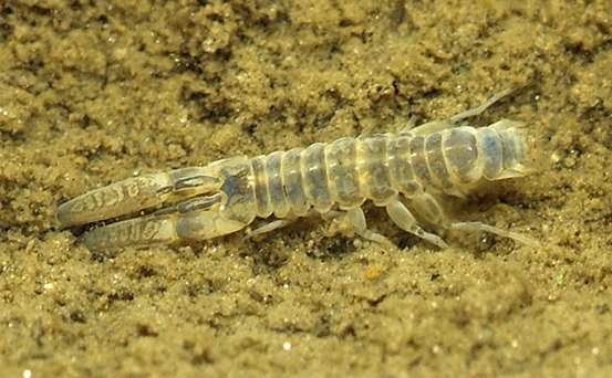 Shrimp under water on sandy seabed sediment.