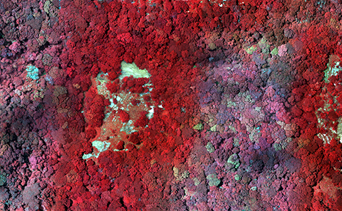 Aerial image of tree tops in bright colours