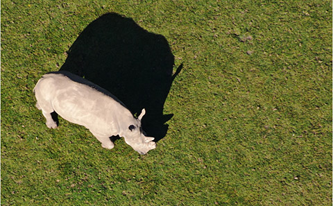 Rhino