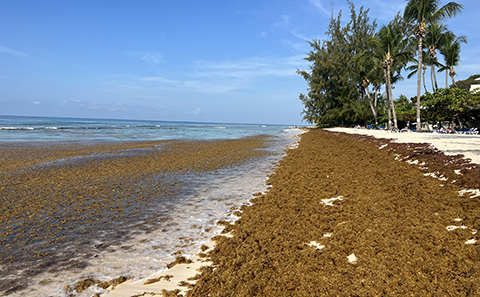 Tropical beach with piles of brown seaweed on the sand