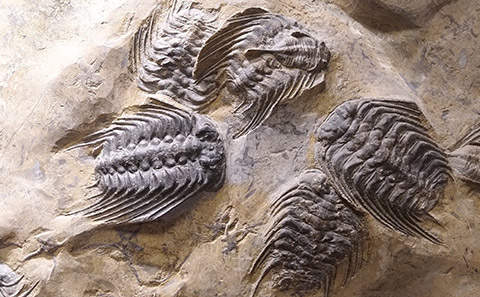 Trilobite