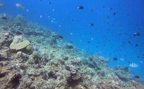 Tropical fish swimming above the seafloor covered in coral