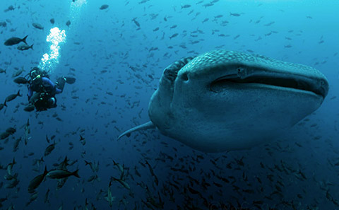 Whale Shark 2