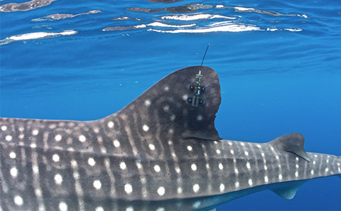 Tag on Whale Shark fin