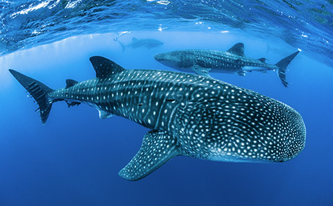 Whale Sharks