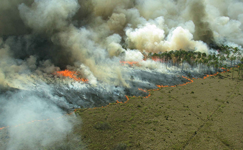 Forest fire