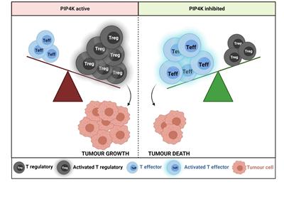 Diagram showing effect on tumour