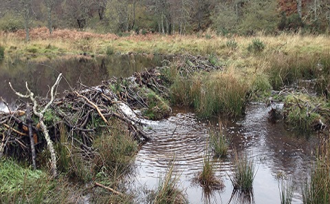 Beaver dam