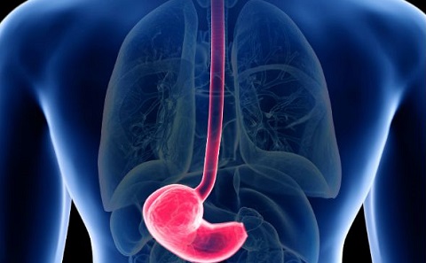 Oesophagus