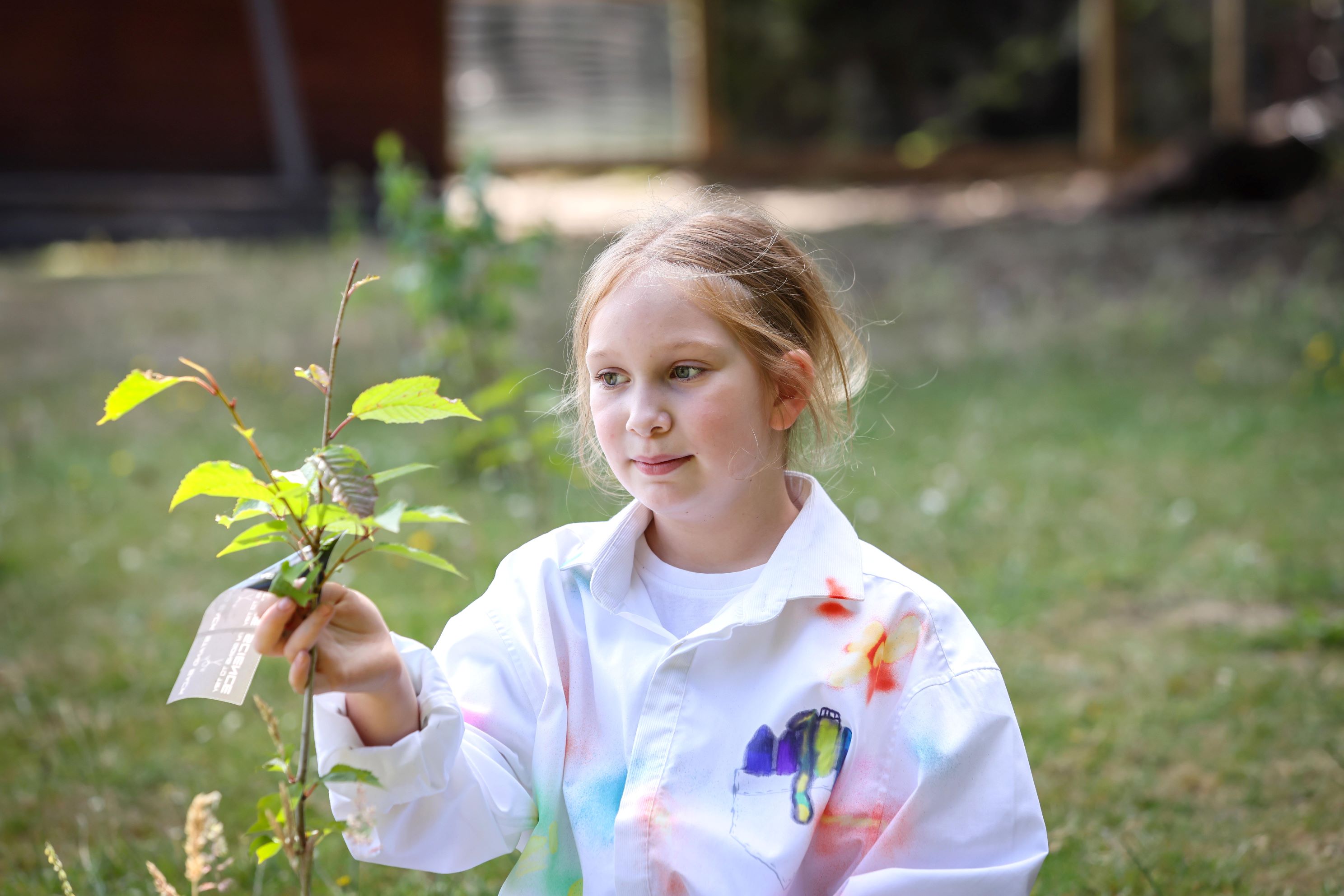 Child looking at a young tree