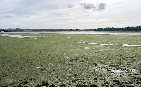 Ulva in Poole Harbour