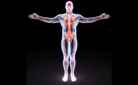 Human skeleton