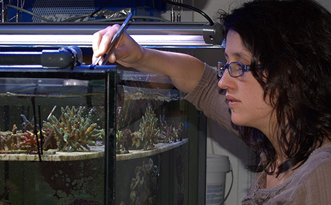 Dr Cecilia D'Angelo propagating corals. Credit: Wiedenmann/D'Angelo