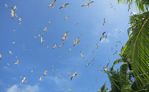 Seabirds in the Indian Ocean. Credit: Cassandra Benkwitt