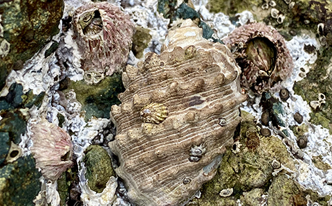 Warm water sea snail next to barnacles