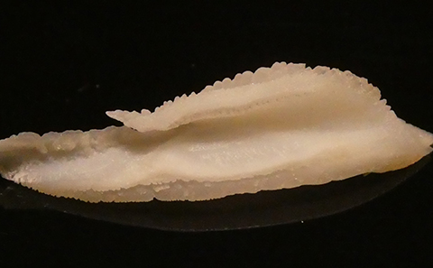 Close-up of a bluefin tuna otolith. Courtesy of Professor Clive Trueman