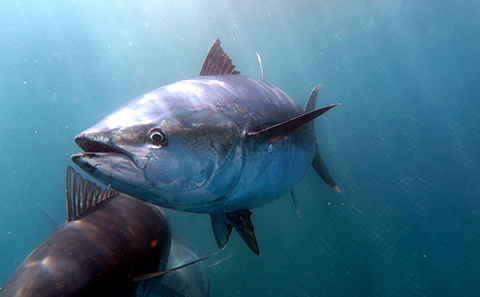 Bluefin tuna
