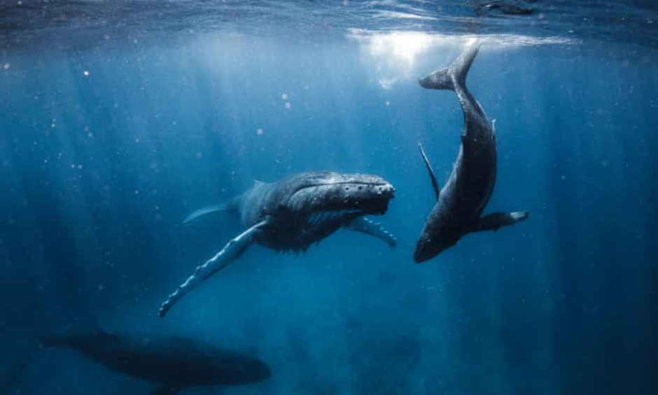 Farewell & thanks for all the krill