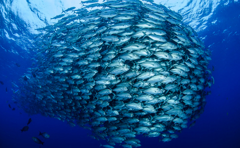 Fisheries: managing quota allocation from 2023